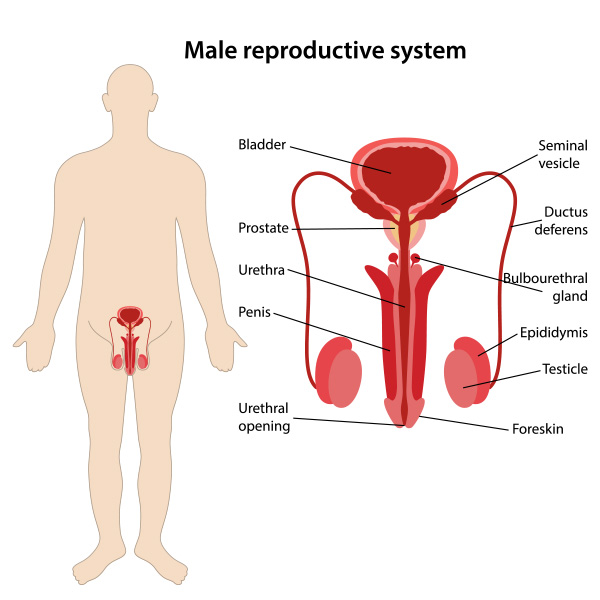 male reproductive system 