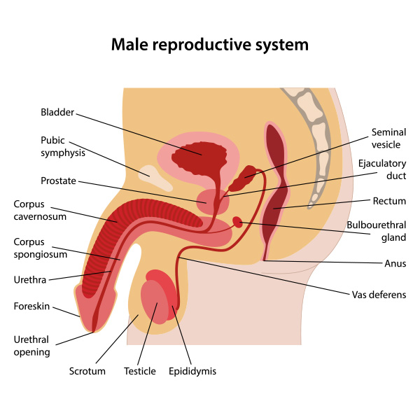 male reproductive system 4