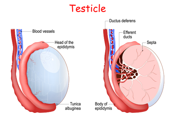 testicle