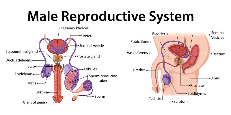 male reproductive system